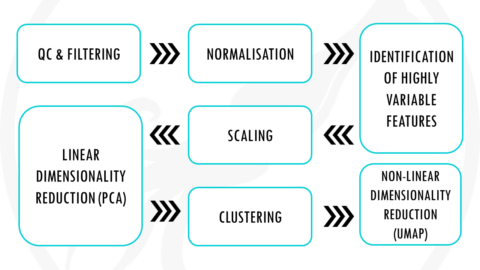 Standard ScRNAseq Pre-processing Workflow With Seurat - Biostatsquid.com