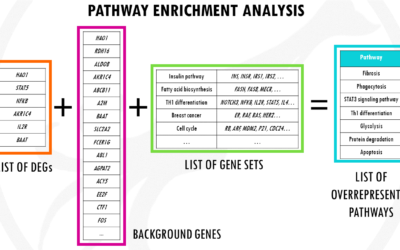 Pathway enrichment analysis for DGE – simply explained
