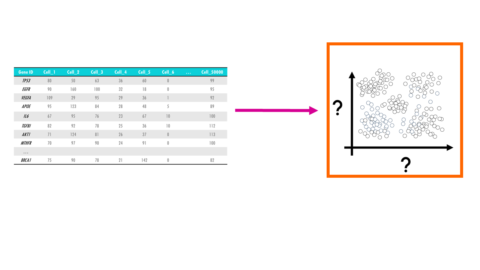Easy UMAP – explained with an example - biostatsquid.com