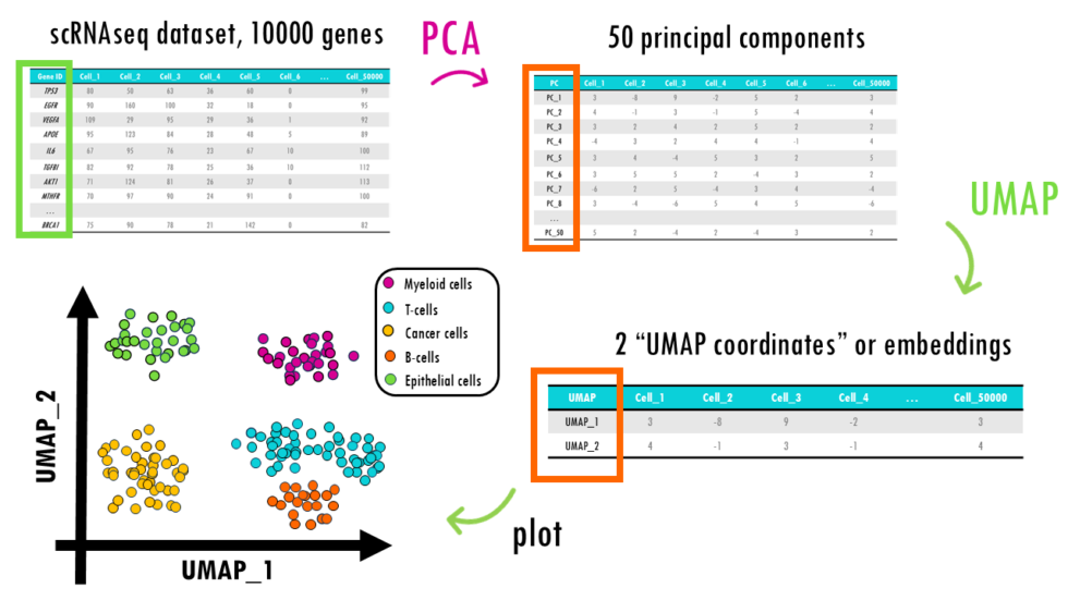 PCA vs UMAP vs t-SNE - biostatsquid.com