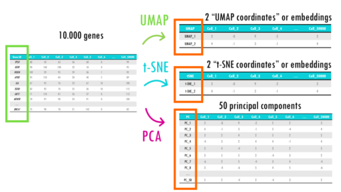 PCA vs UMAP vs t-SNE - biostatsquid.com