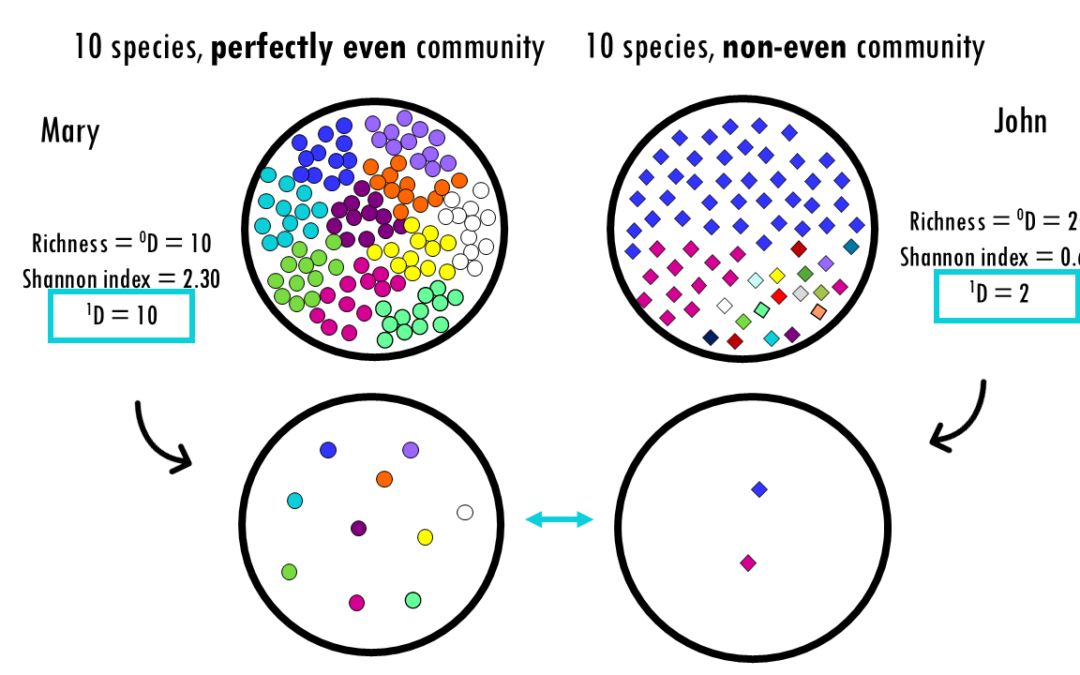 Hill numbers and diversity profiles simply explained