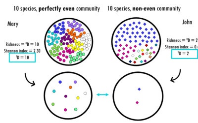 Hill numbers and diversity profiles simply explained
